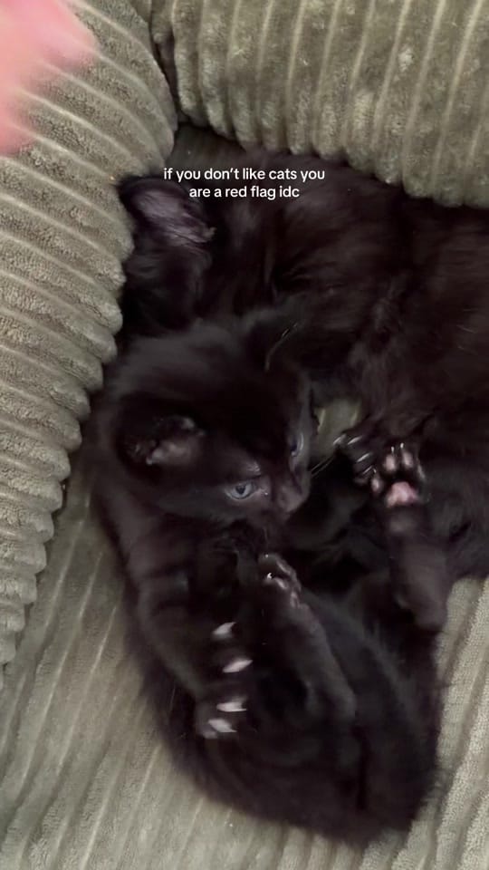 Post 8 by Asma Dee on TikTok (video)