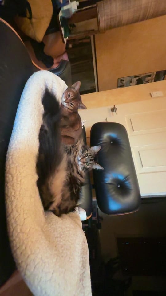 Post 9 by casuallybeauty on TikTok (video)