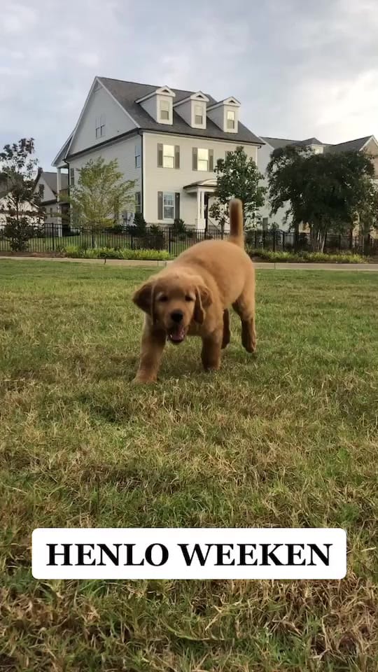 Post 8 by Finn Dower on TikTok (video)