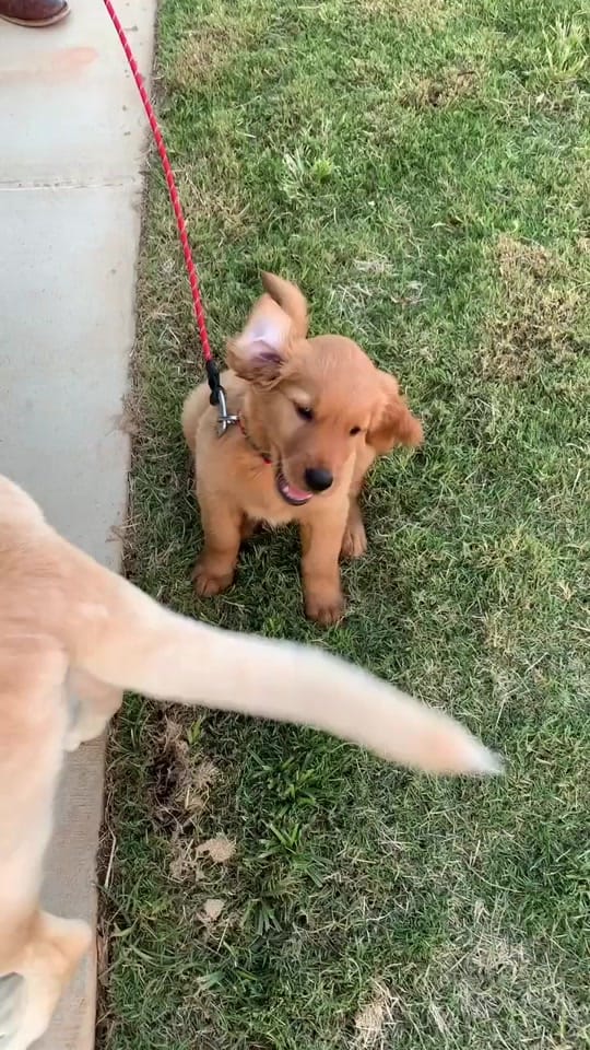 Post 9 by Finn Dower on TikTok (video)