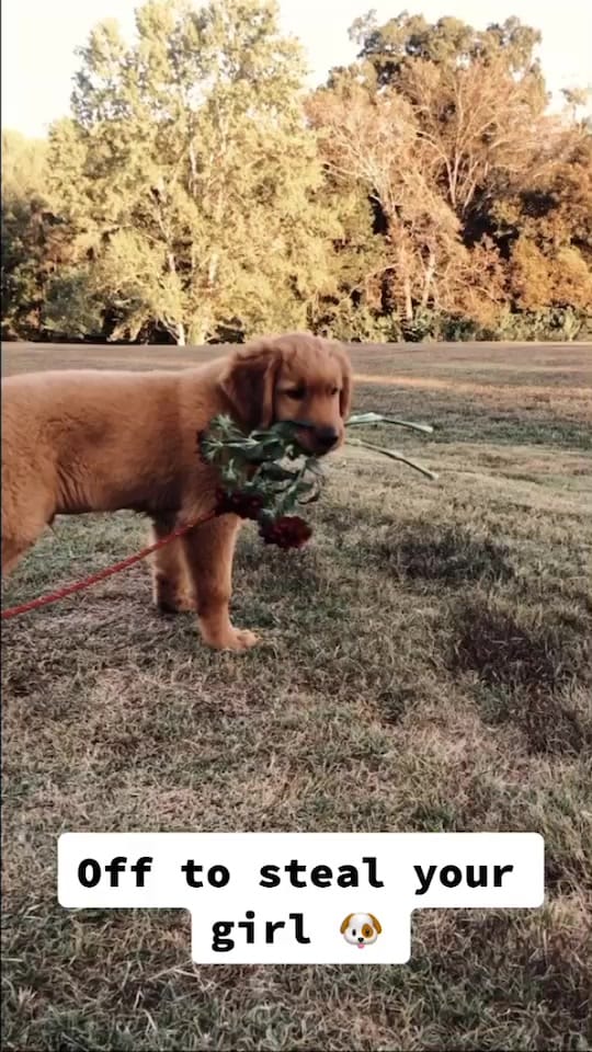 Post 10 by Finn Dower on TikTok (video)