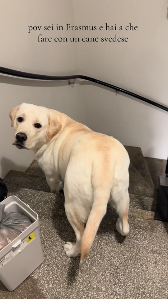 Post 4 by Sus on TikTok (video)