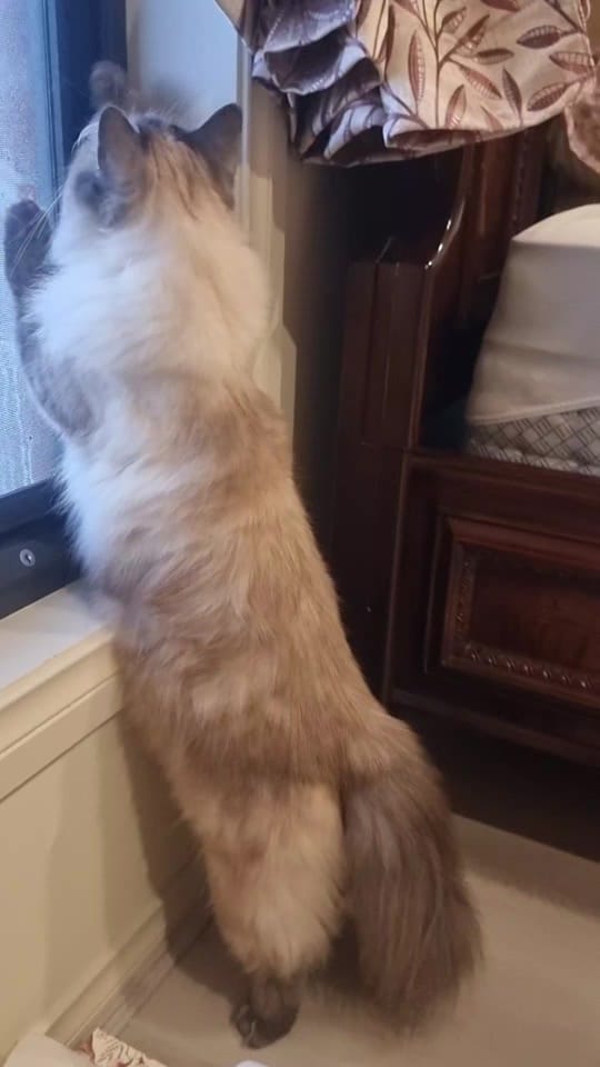 Post 2 by Proudly Australian on TikTok (video)