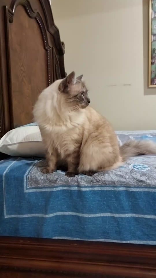 Post 6 by Proudly Australian on TikTok (video)