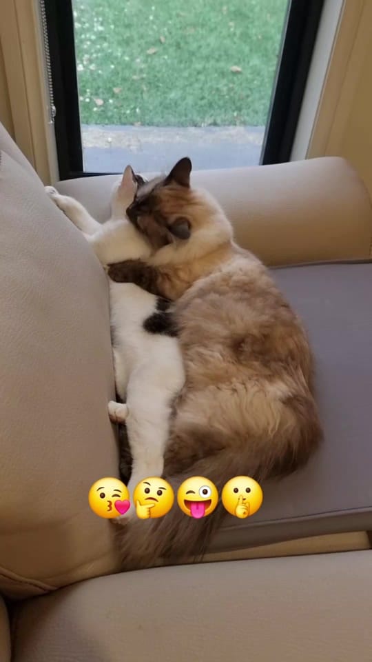Post 7 by Proudly Australian on TikTok (video)