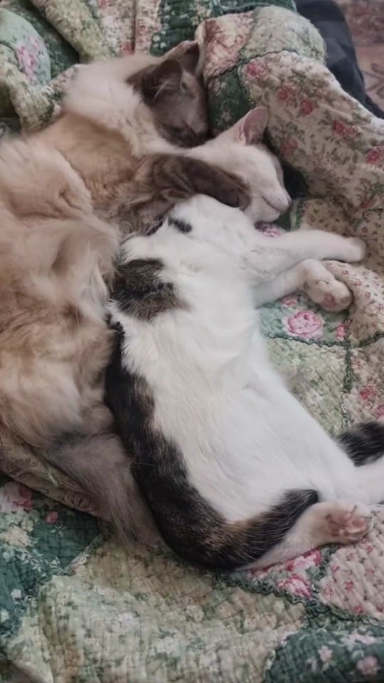 Post 5 by Proudly Australian on TikTok (video)