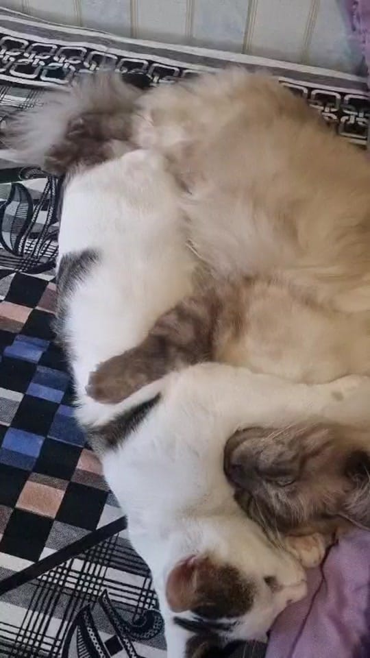 Post 4 by Proudly Australian on TikTok (video)