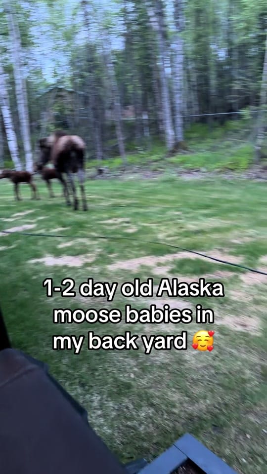 Post 1 by Jeri Marie | Alaskan Realtor on TikTok (video)