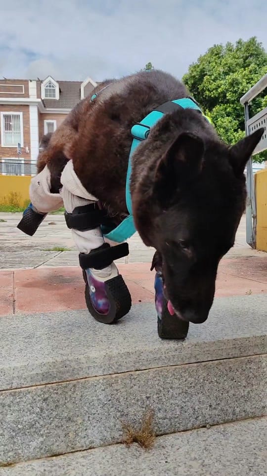 Post 9 by Anchoa El Perro con botas on TikTok (video)
