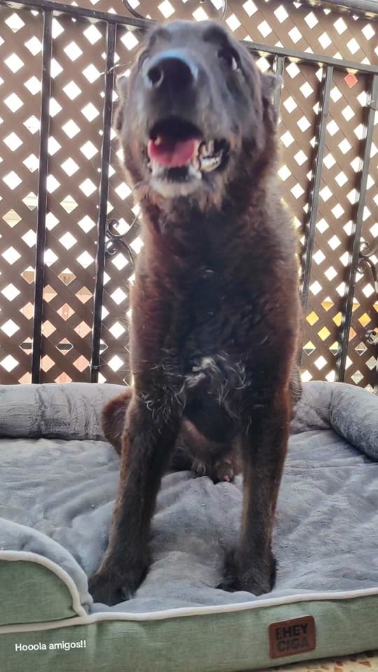 Post 5 by Anchoa El Perro con botas on TikTok (video)