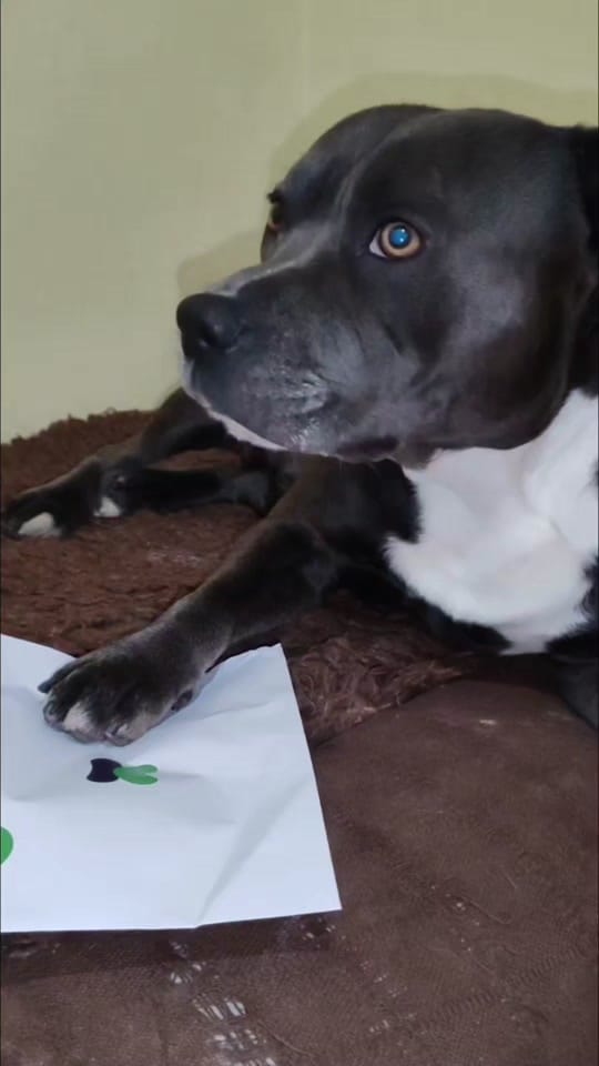 Post 2 by Anchoa El Perro con botas on TikTok (video)