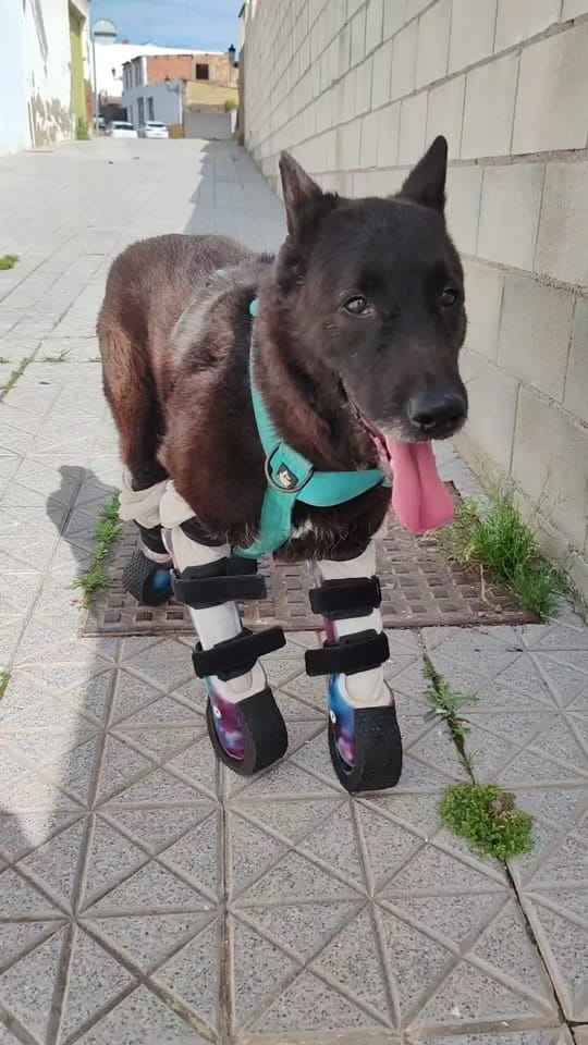 Post 8 by Anchoa El Perro con botas on TikTok (video)