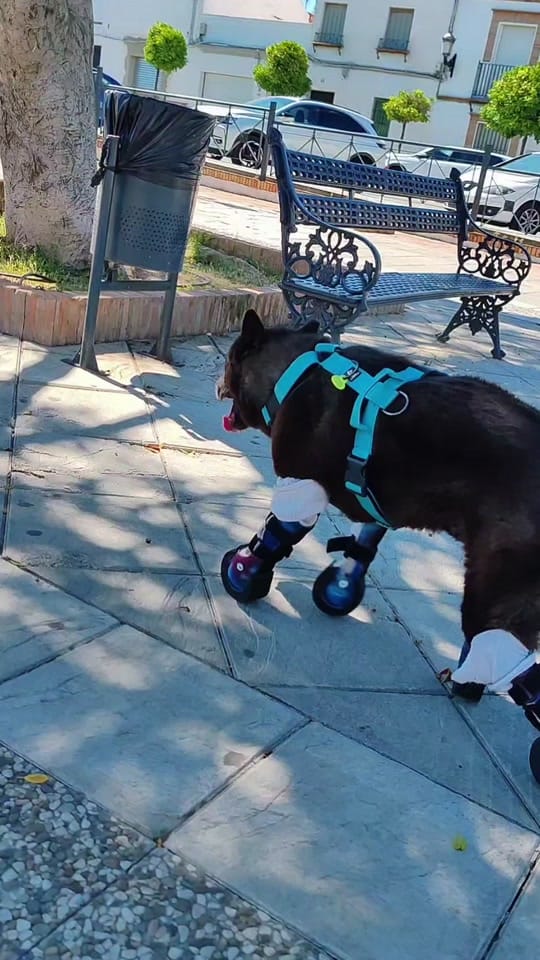 Post 1 by Anchoa El Perro con botas on TikTok (video)