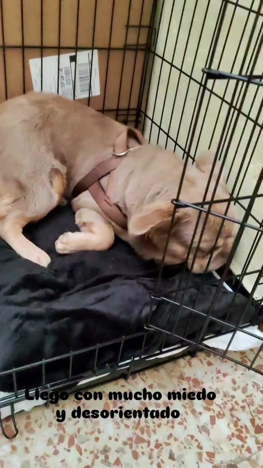 Post 7 by Anchoa El Perro con botas on TikTok (video)