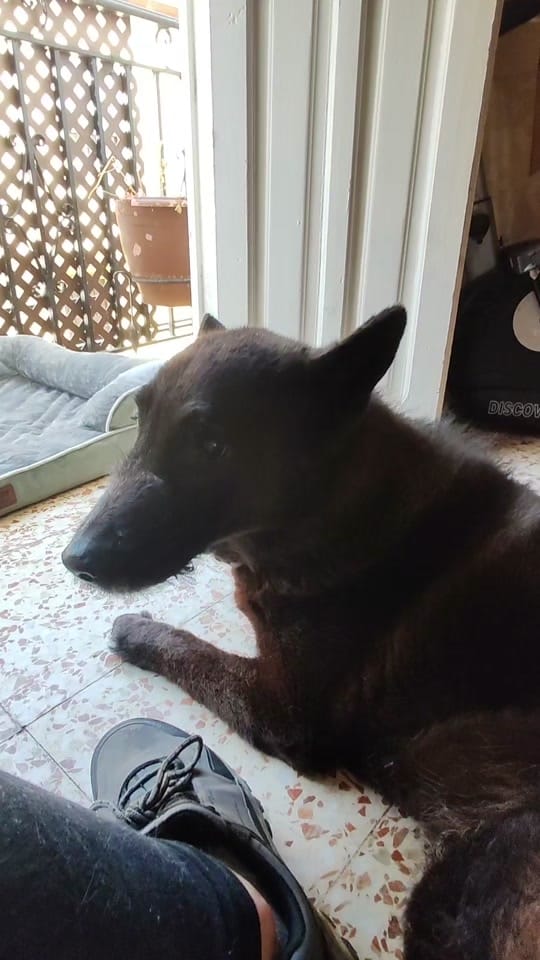 Post 4 by Anchoa El Perro con botas on TikTok (video)