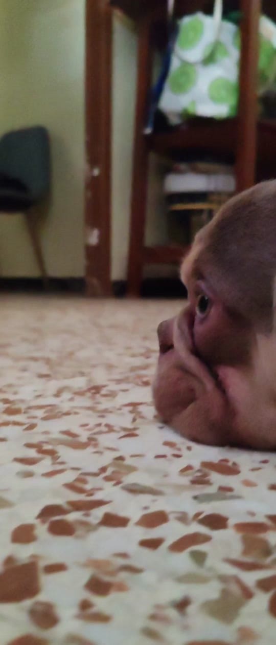 Post 3 by Anchoa El Perro con botas on TikTok (video)