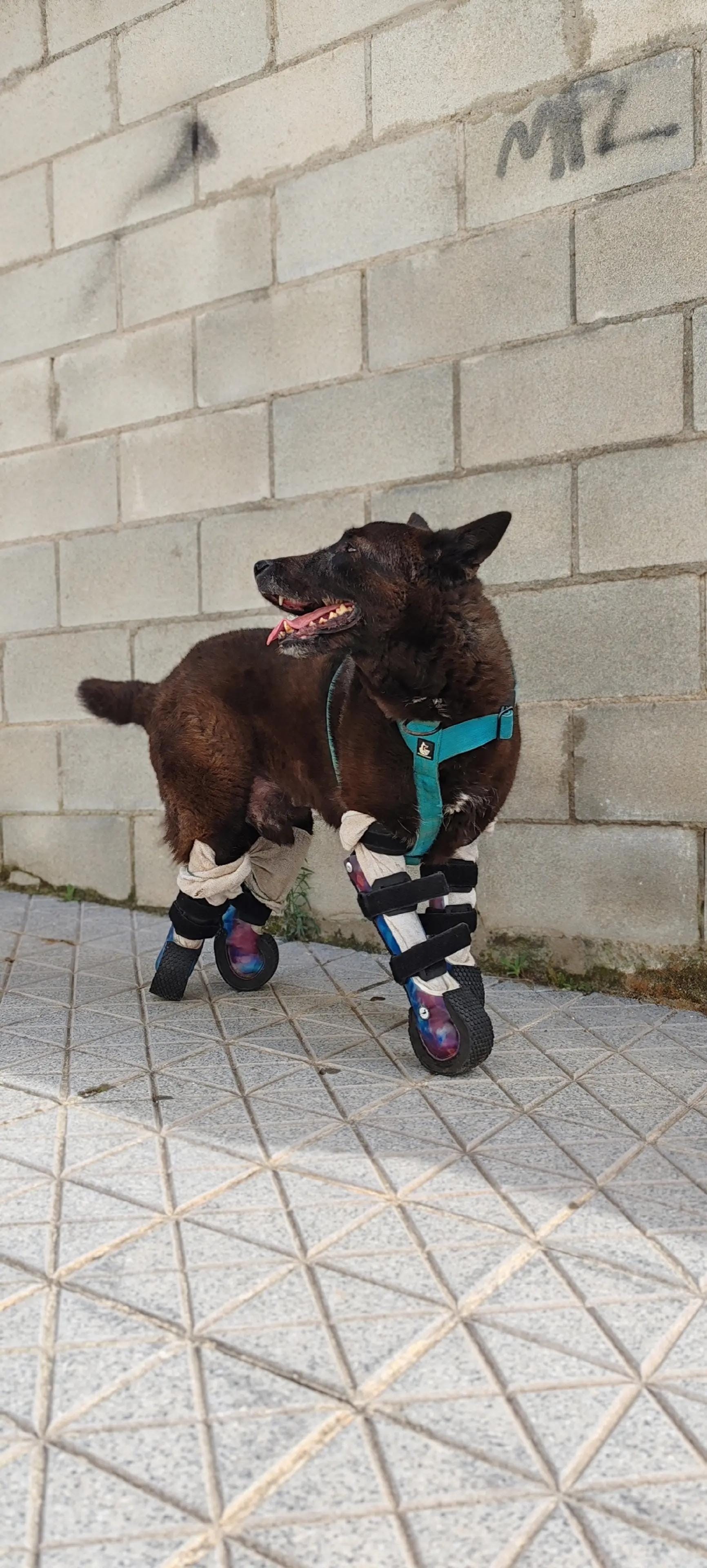 Post 10 by Anchoa El Perro con botas on TikTok (video)