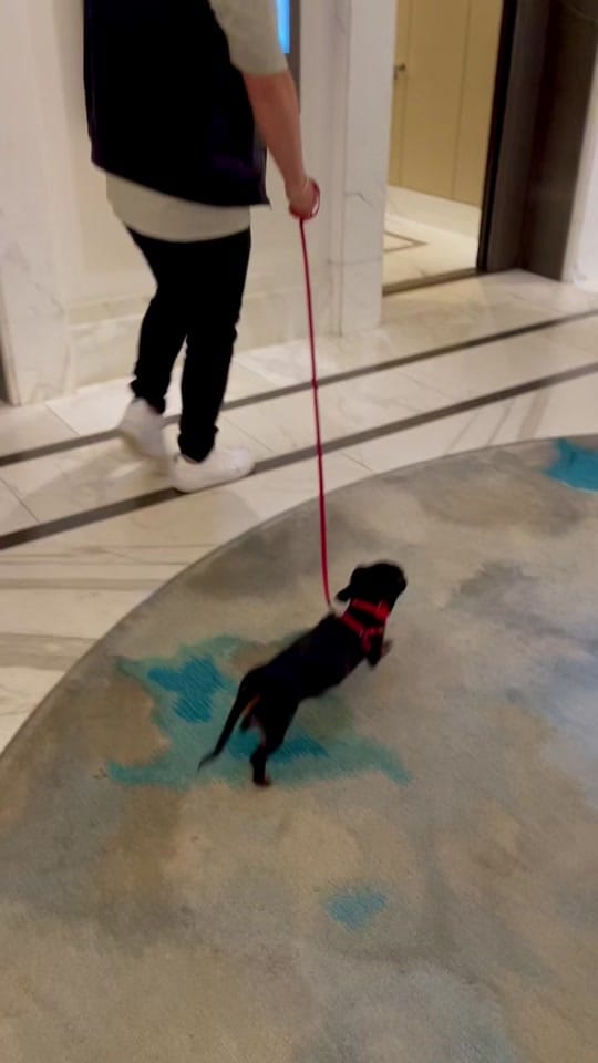 Post 3 by daniella_grima on TikTok (video)