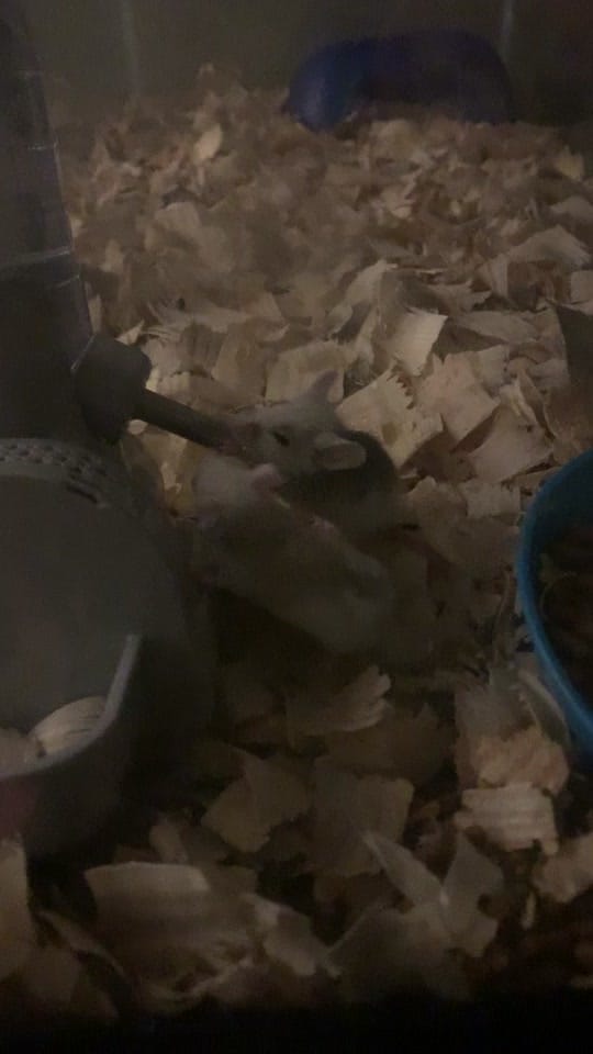 Post 6 by Chris on TikTok (video)