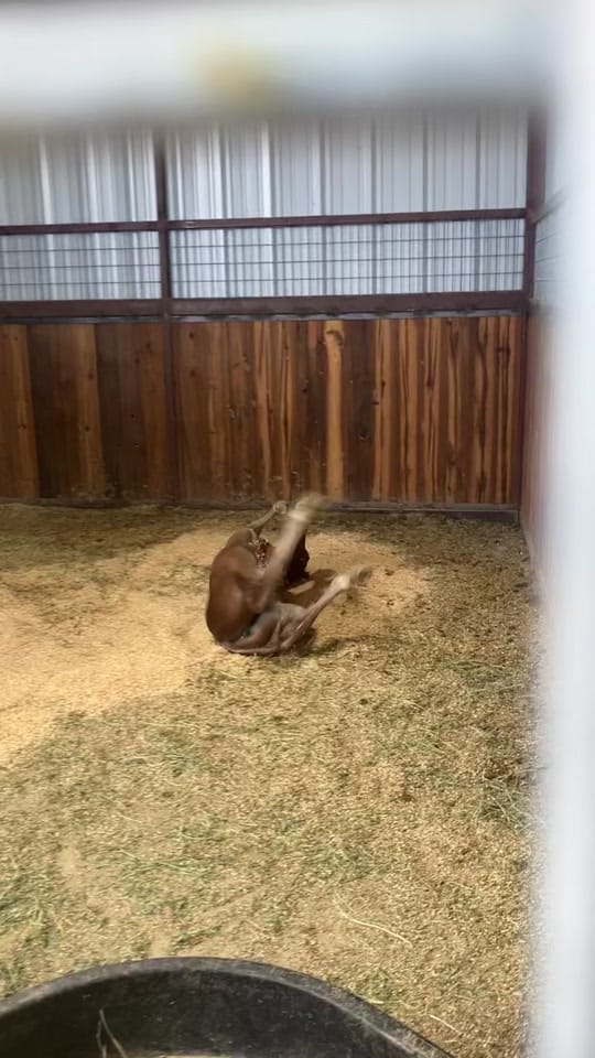 Post 7 by ashkeys888 on TikTok (video)