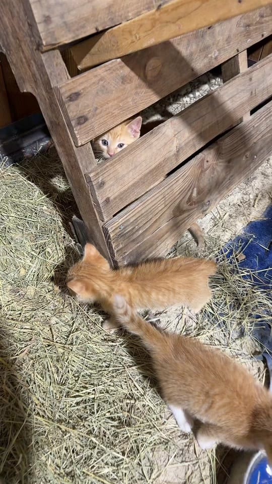 Post 6 by ashkeys888 on TikTok (video)