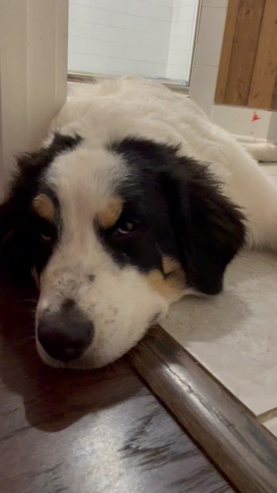 Post 9 by Bitsy Danielle Littlefield on TikTok (video)