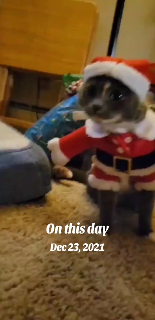 Post 2 by gypsy_chaos on TikTok (video)