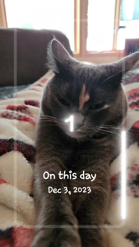 Post 4 by gypsy_chaos on TikTok (video)
