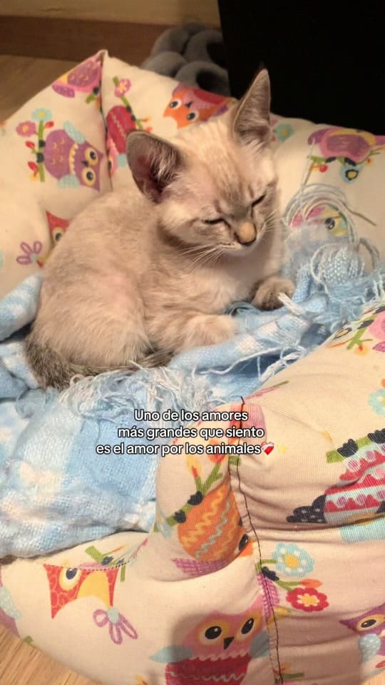 Post 7 by Andi💐 on TikTok (video)