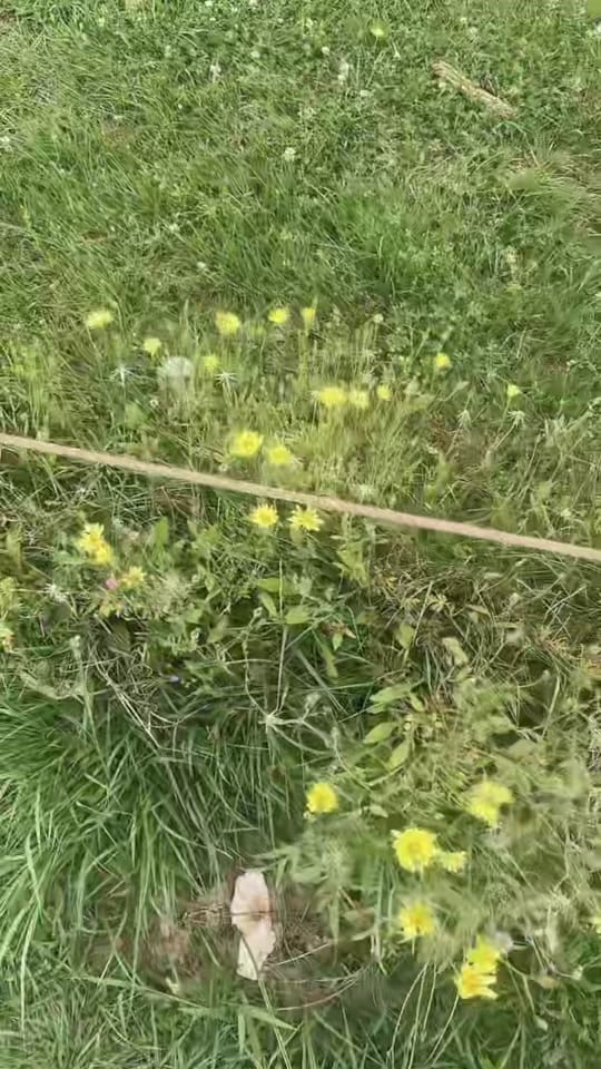 Post 10 by Shary Luthe on TikTok (video)
