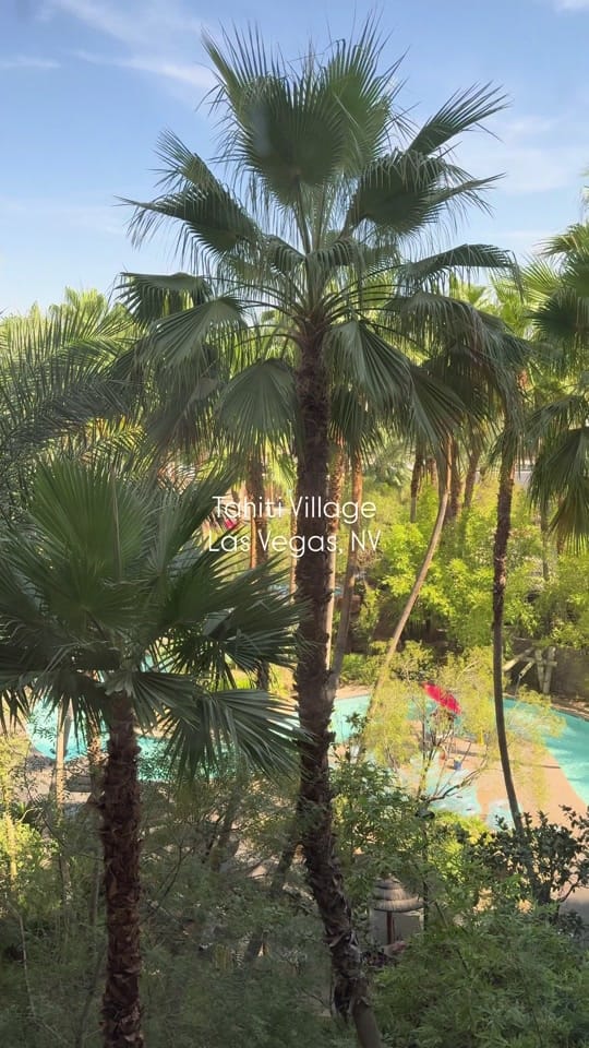 Post 2 by Tahiti Village 🌴 on TikTok (video)