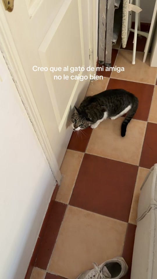 Post 6 by marcos holland on TikTok (video)