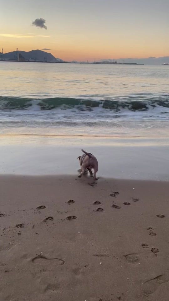 Post 10 by NURIIA & YEIICO🐾🌸 on TikTok (video)