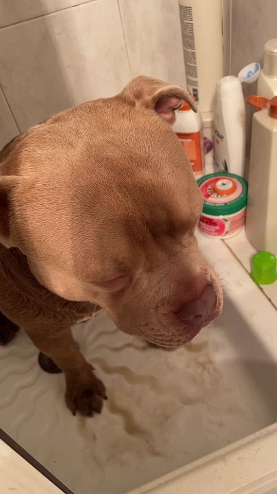 Post 9 by NURIIA & YEIICO🐾🌸 on TikTok (video)