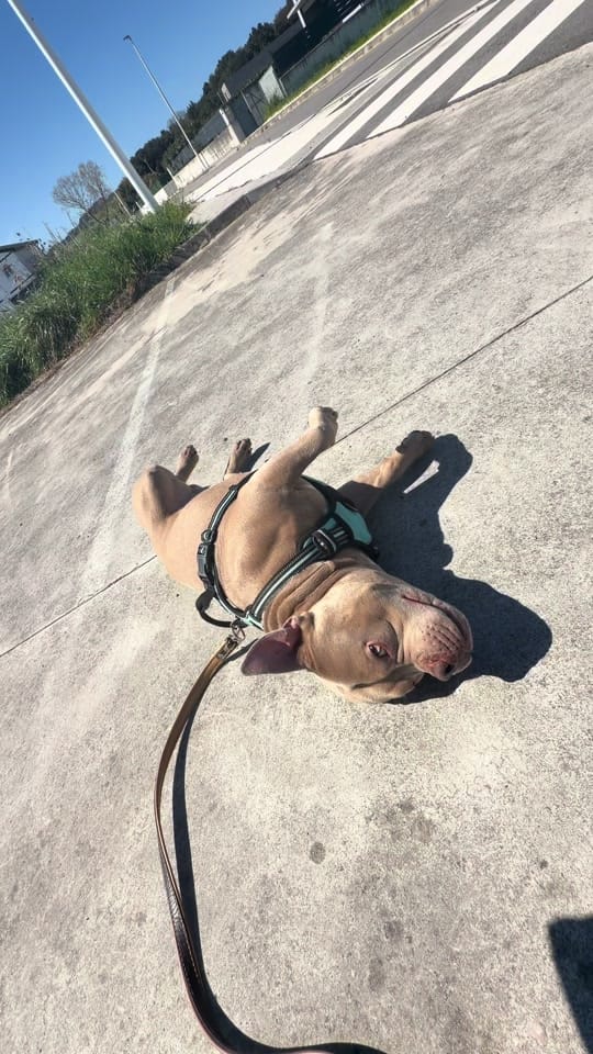 Post 2 by NURIIA & YEIICO🐾🌸 on TikTok (video)