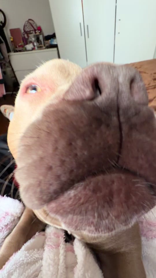 Post 4 by NURIIA & YEIICO🐾🌸 on TikTok (video)