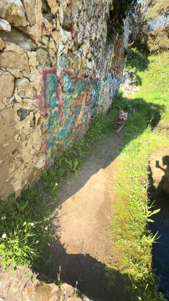 Post 3 by NURIIA & YEIICO🐾🌸 on TikTok (video)