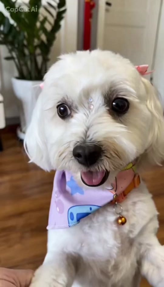 Post 9 by Willian Montana Rubio on TikTok (video)