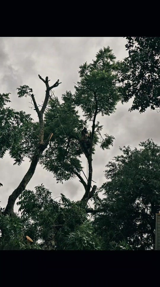 Post 3 by Fort Bend Landscape LLC on TikTok (video)