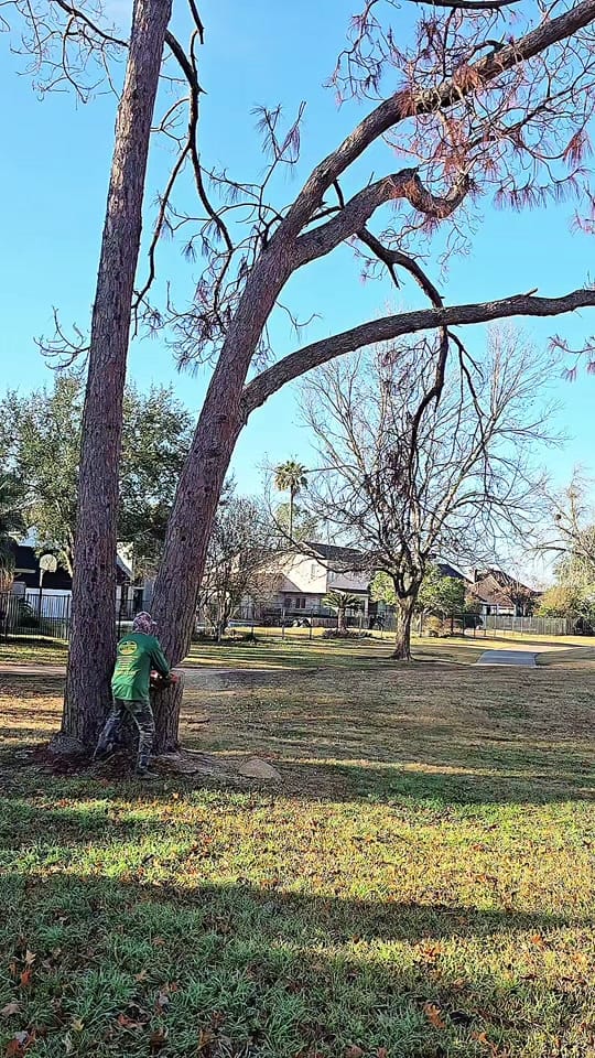 Post 10 by Fort Bend Landscape LLC on TikTok (video)