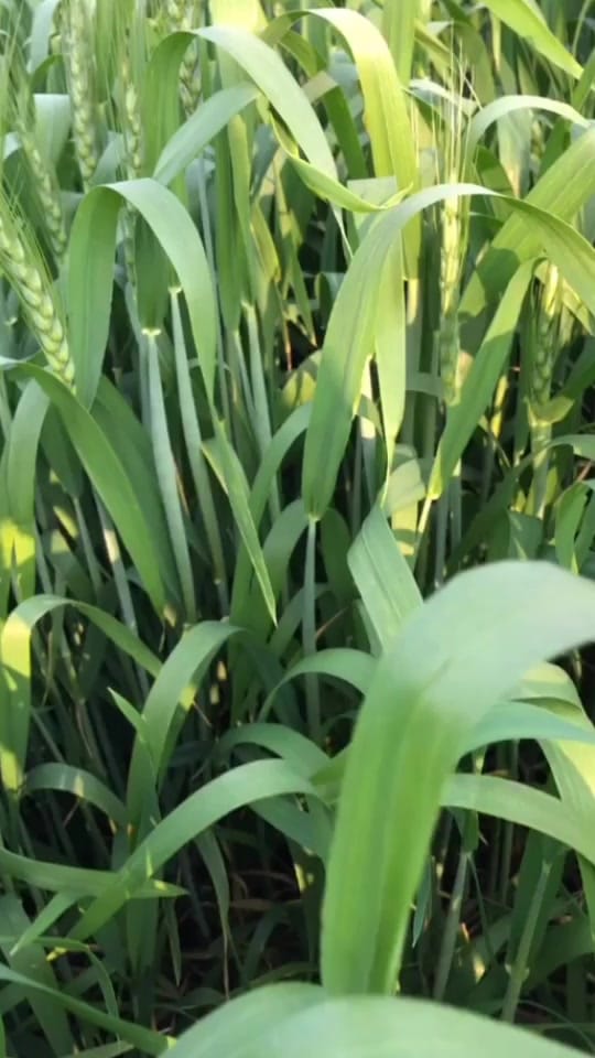 Post 4 by Kamal_virk03 on TikTok (video)