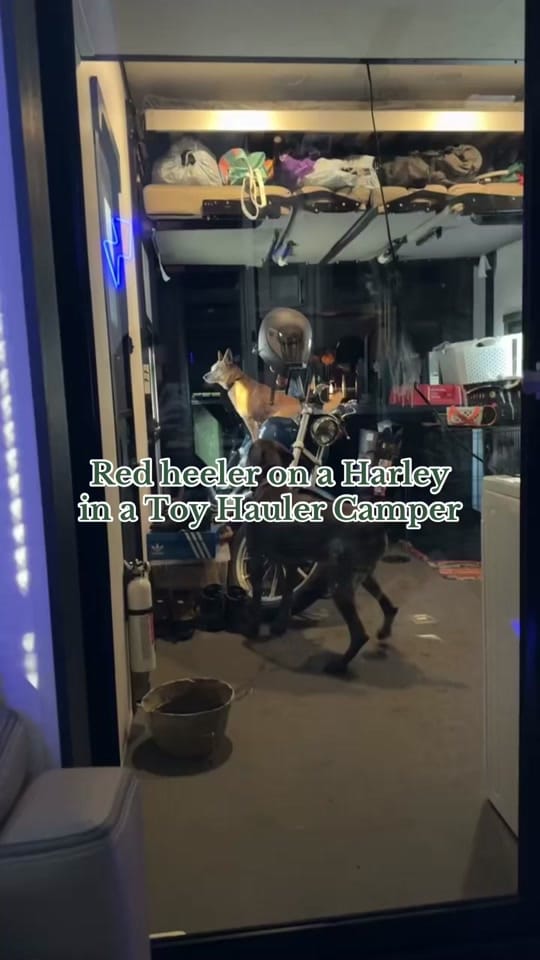 Post 9 by S H E L B Y • L Y N N on TikTok (video)