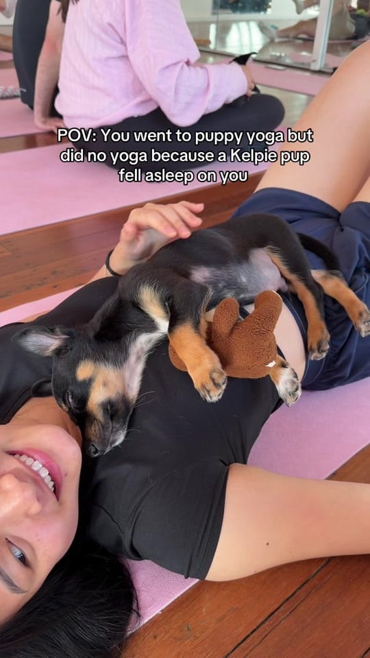 Post 6 by Puppy Yoga Australia on TikTok (video)