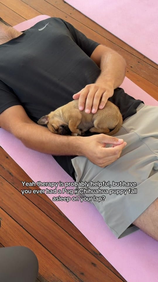 Post 1 by Puppy Yoga Australia on TikTok (video)