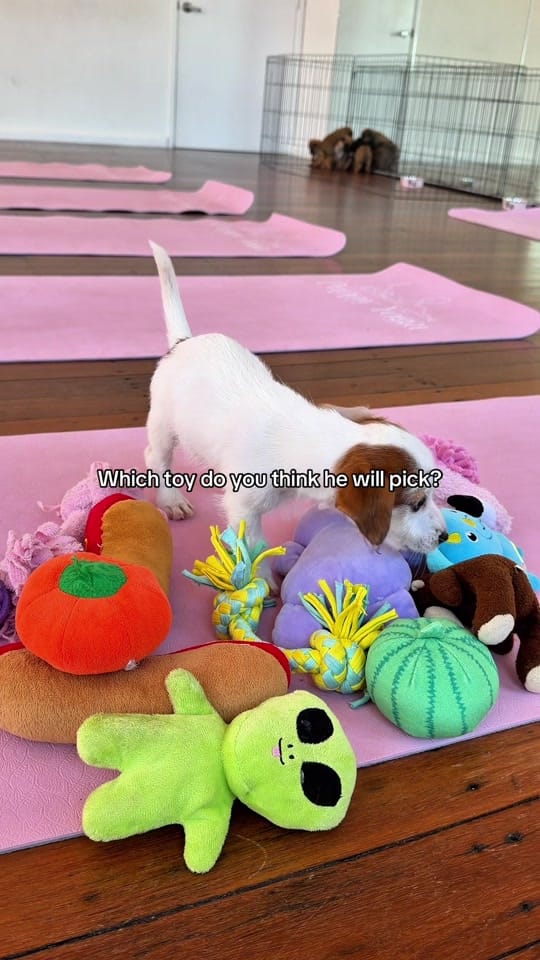Post 5 by Puppy Yoga Australia on TikTok (video)