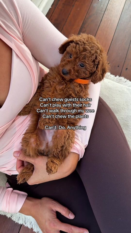 Post 9 by Puppy Yoga Australia on TikTok (video)