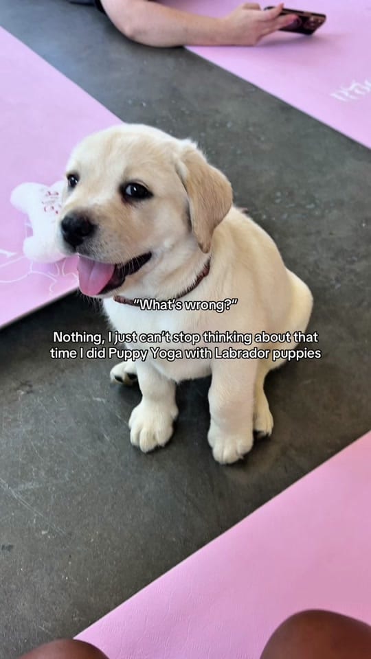 Post 8 by Puppy Yoga Australia on TikTok (video)