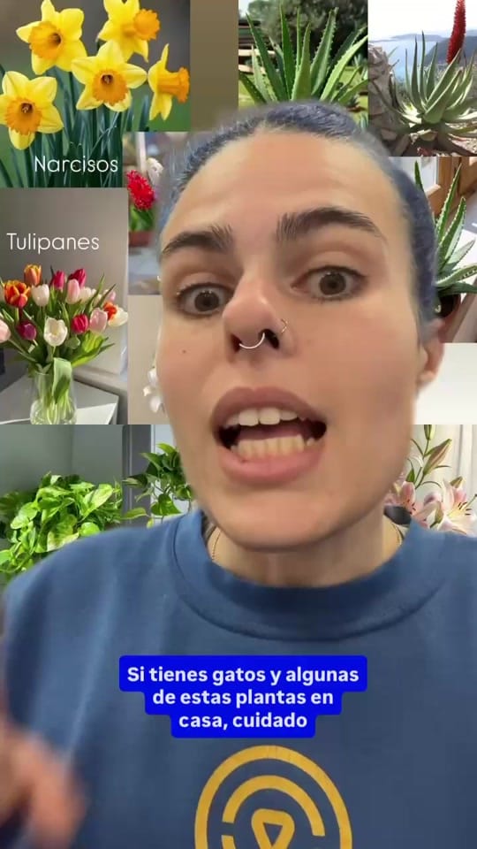 Post 9 by OWANDA Barrio de las Mascotas on TikTok (video)