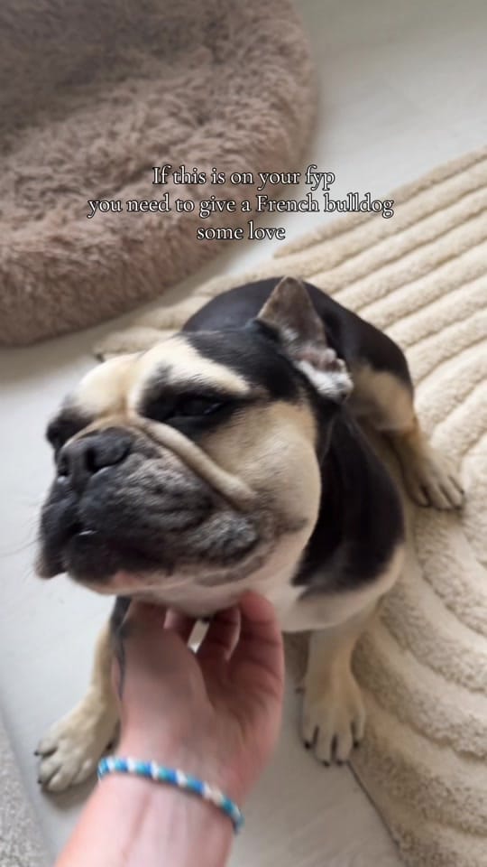 Post 6 by amanda-jade Wellington on TikTok (video)