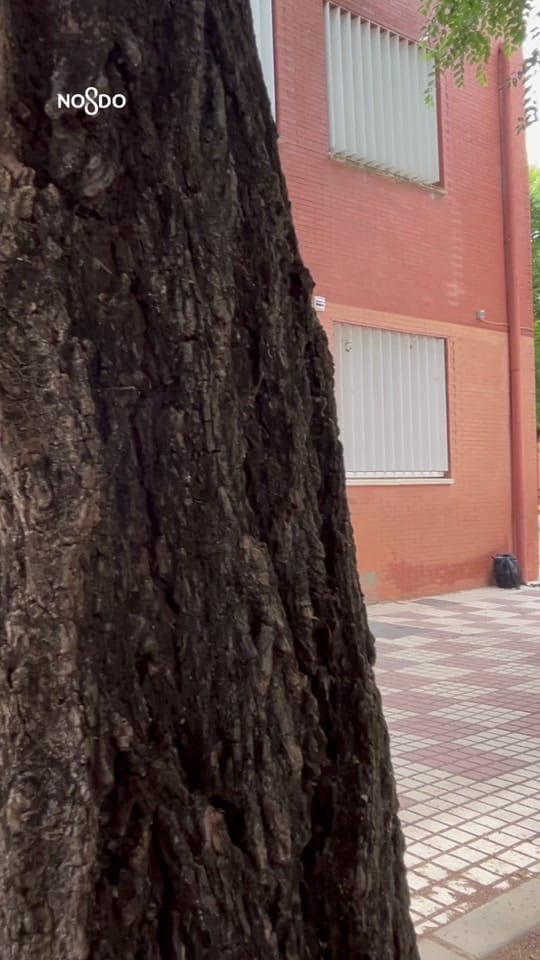 Post 1 by Ayuntamiento de Sevilla on TikTok (video)